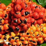 guarana ako podpora erekcie