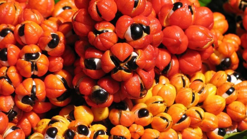 guarana ako podpora erekcie