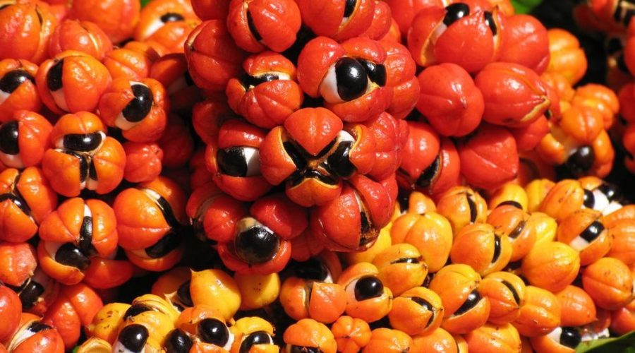 guarana ako podpora erekcie